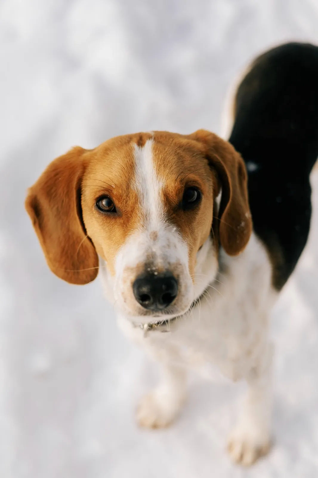 A beagle puppy in the snow