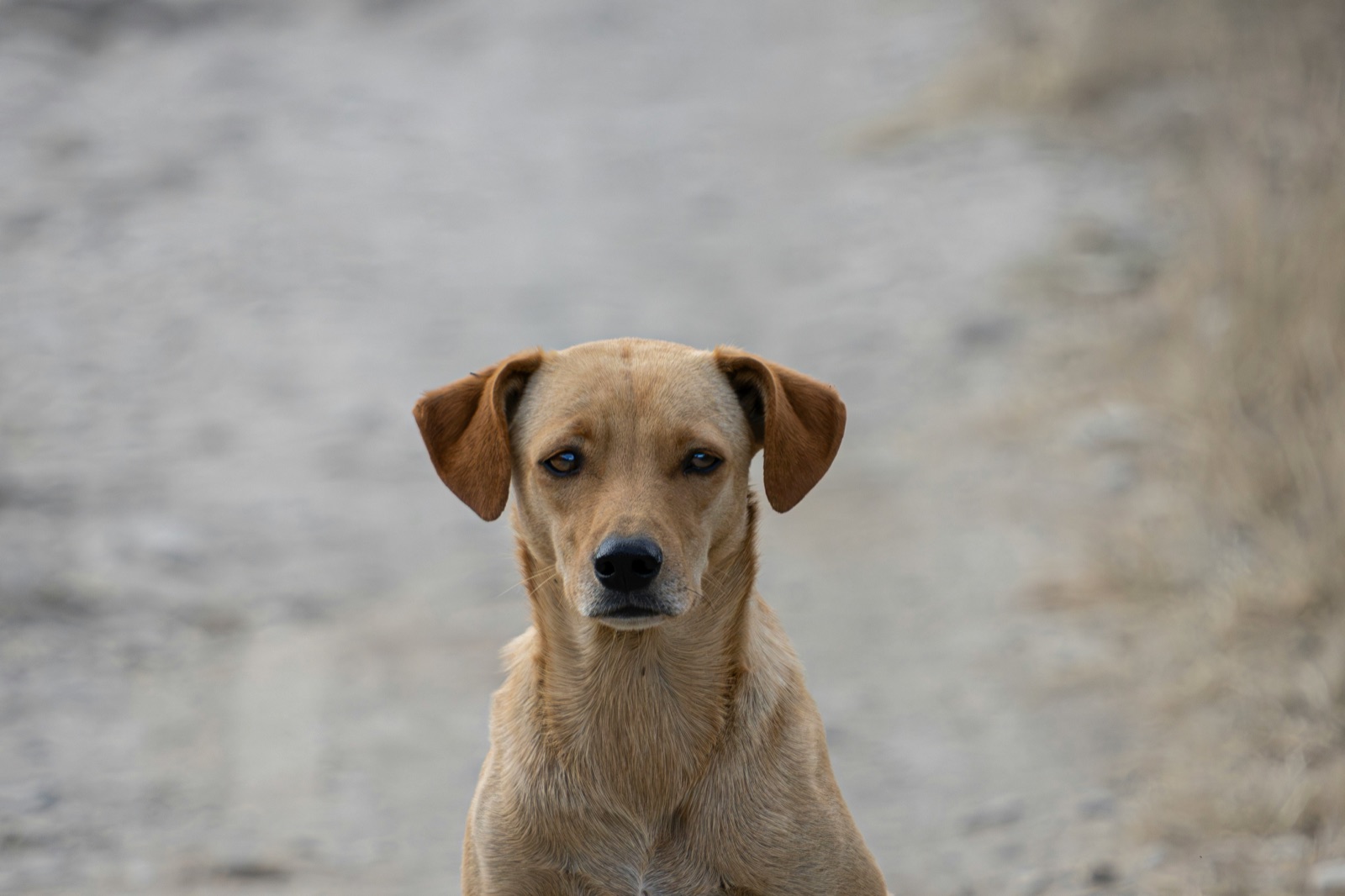 A young labrador-type dog on a sandy beach