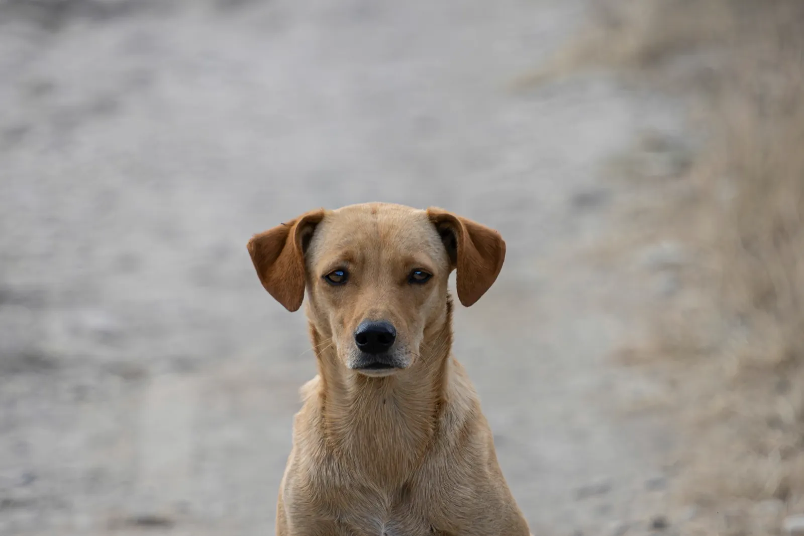 A young labrador-type dog on a sandy beach