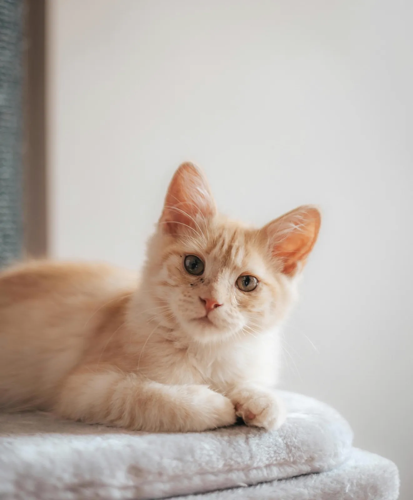 An orange kitten resting on a soft towel