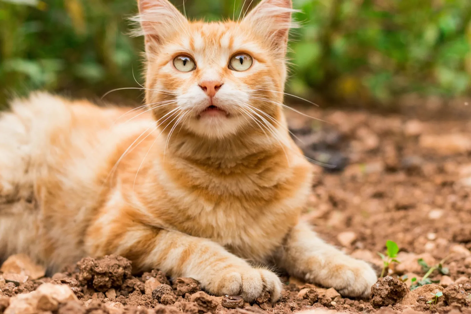 An orange cat lying on bare earth