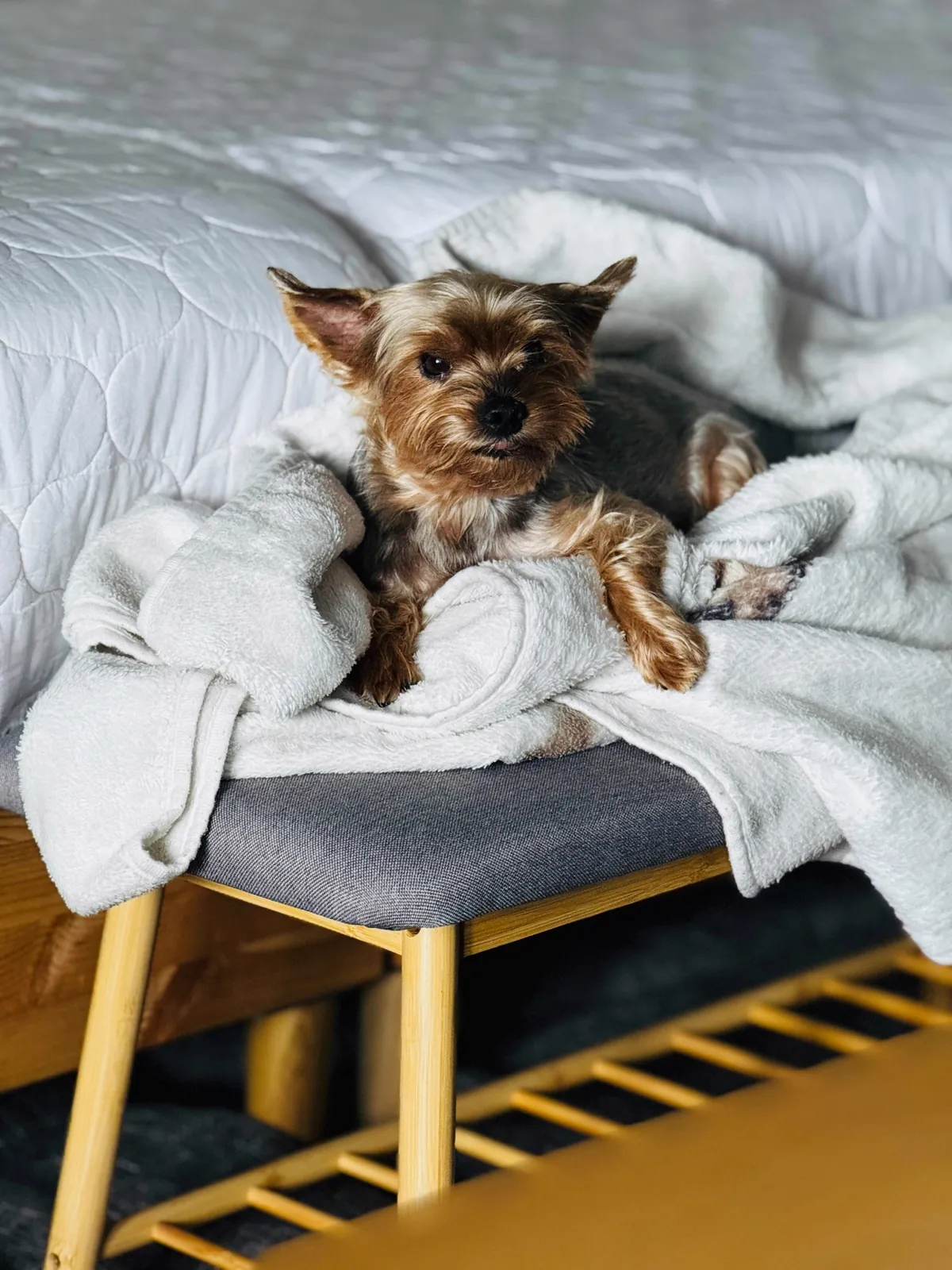 A yorkshire terrier wrapped in a towel after grooming