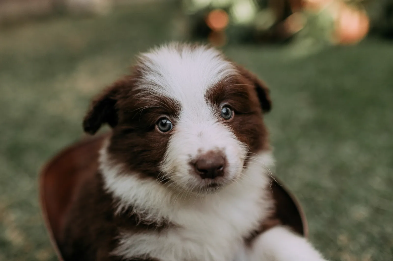 A border collie puppy looking up attentively