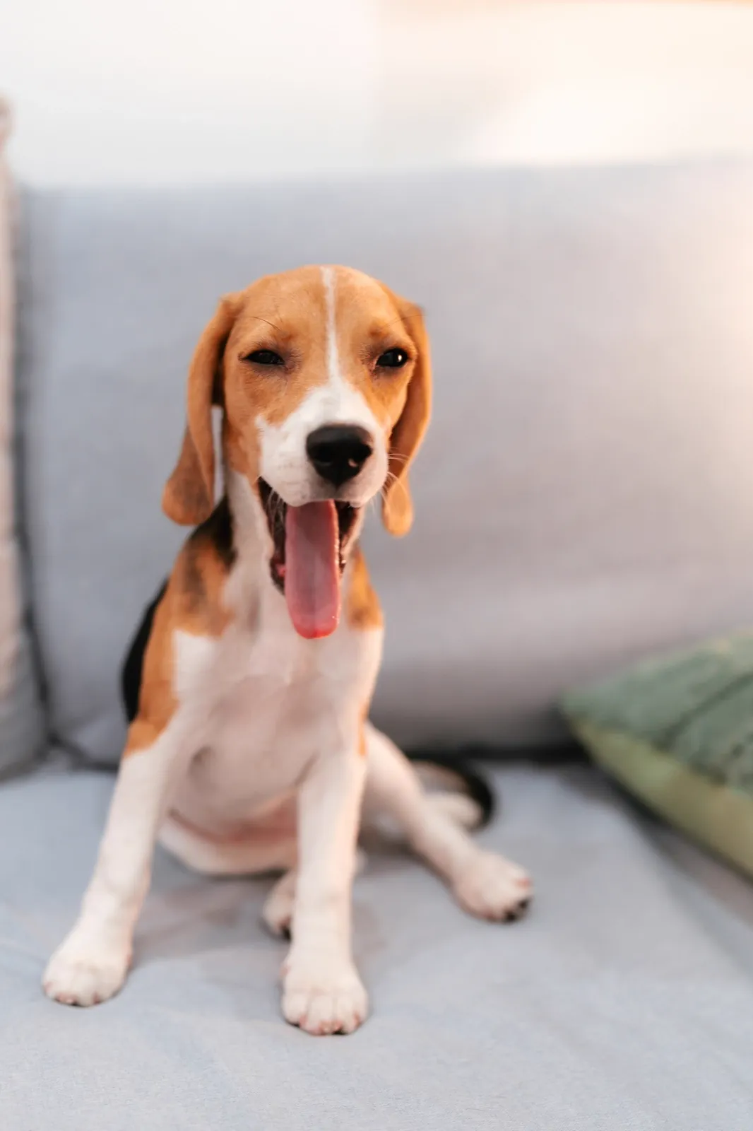 A beagle puppy sitting on a couch