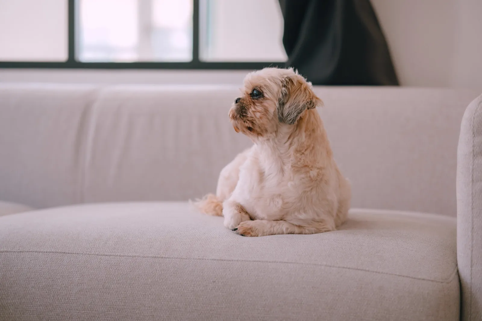 A small dog sitting on a light sofa